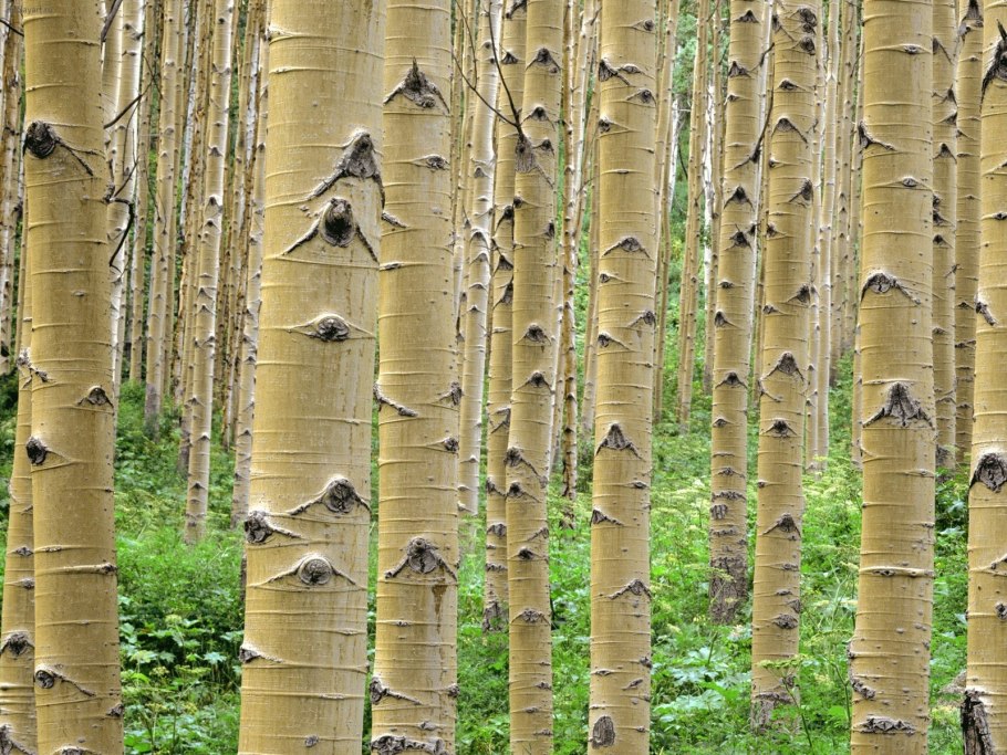 Береза черная Betula nigra