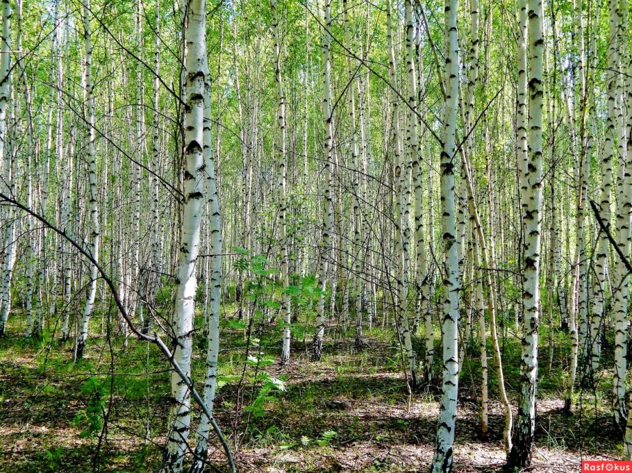 45. Берёза повислая