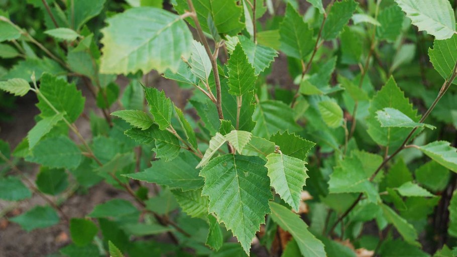 Betula pubescens листья