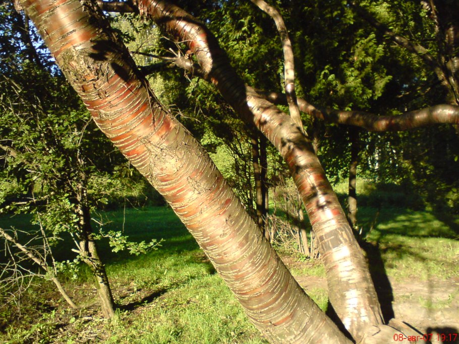 Береза ребристая – Betula costata