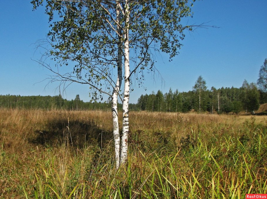 Береза повислая цветение