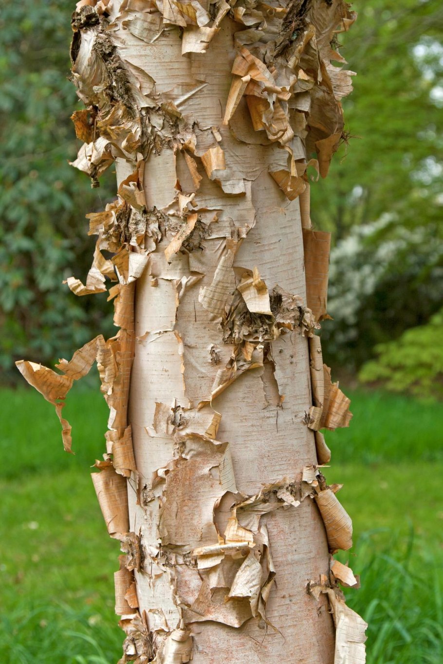 Береза желтая (Betula costata)