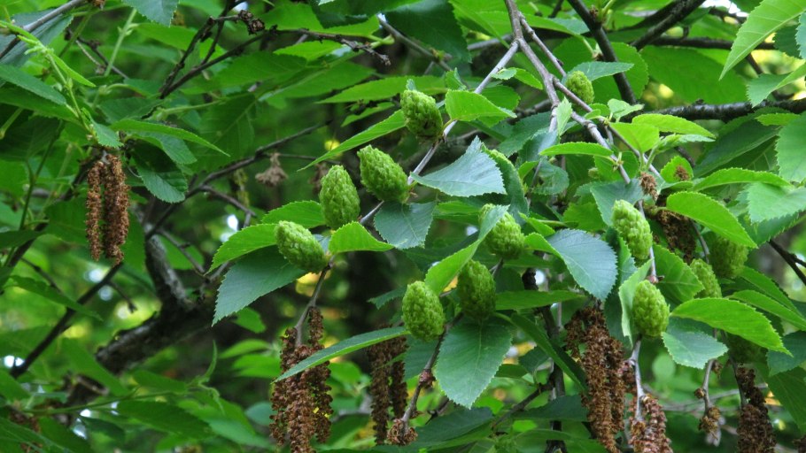 Betula alleghaniensis