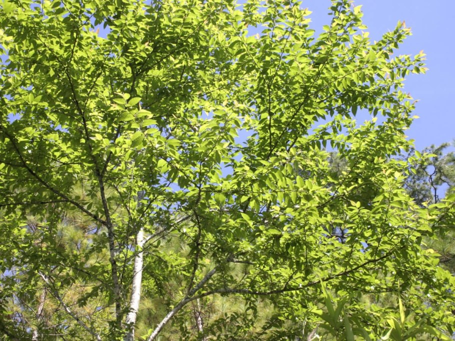 Береза цветет