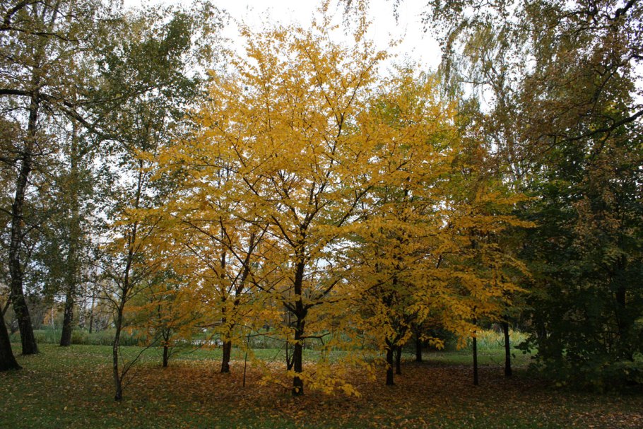 Береза Даурская кора