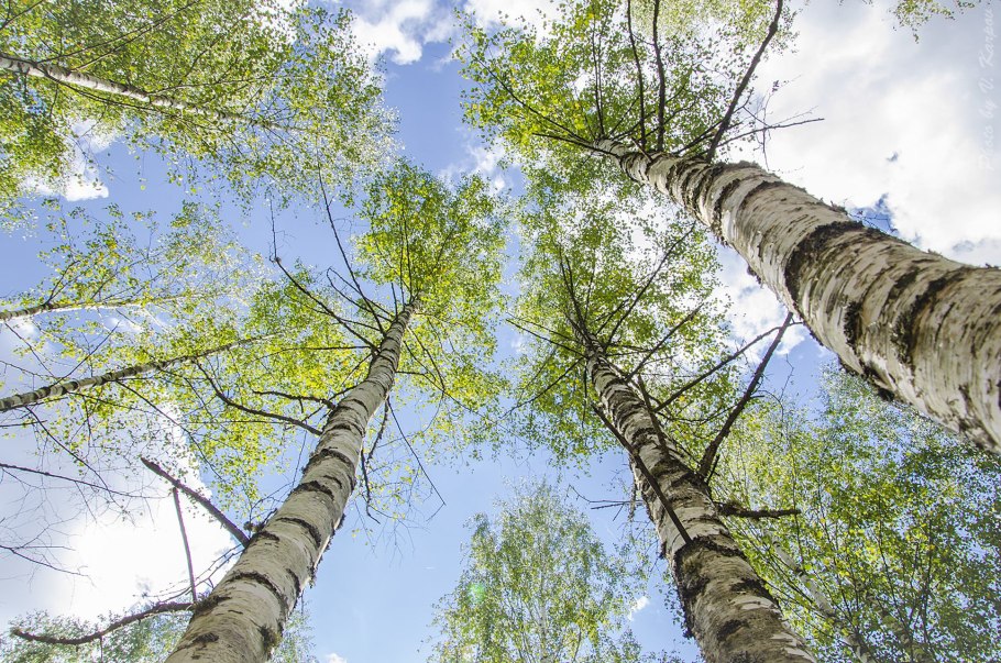 Береза желтая (Betula costata)