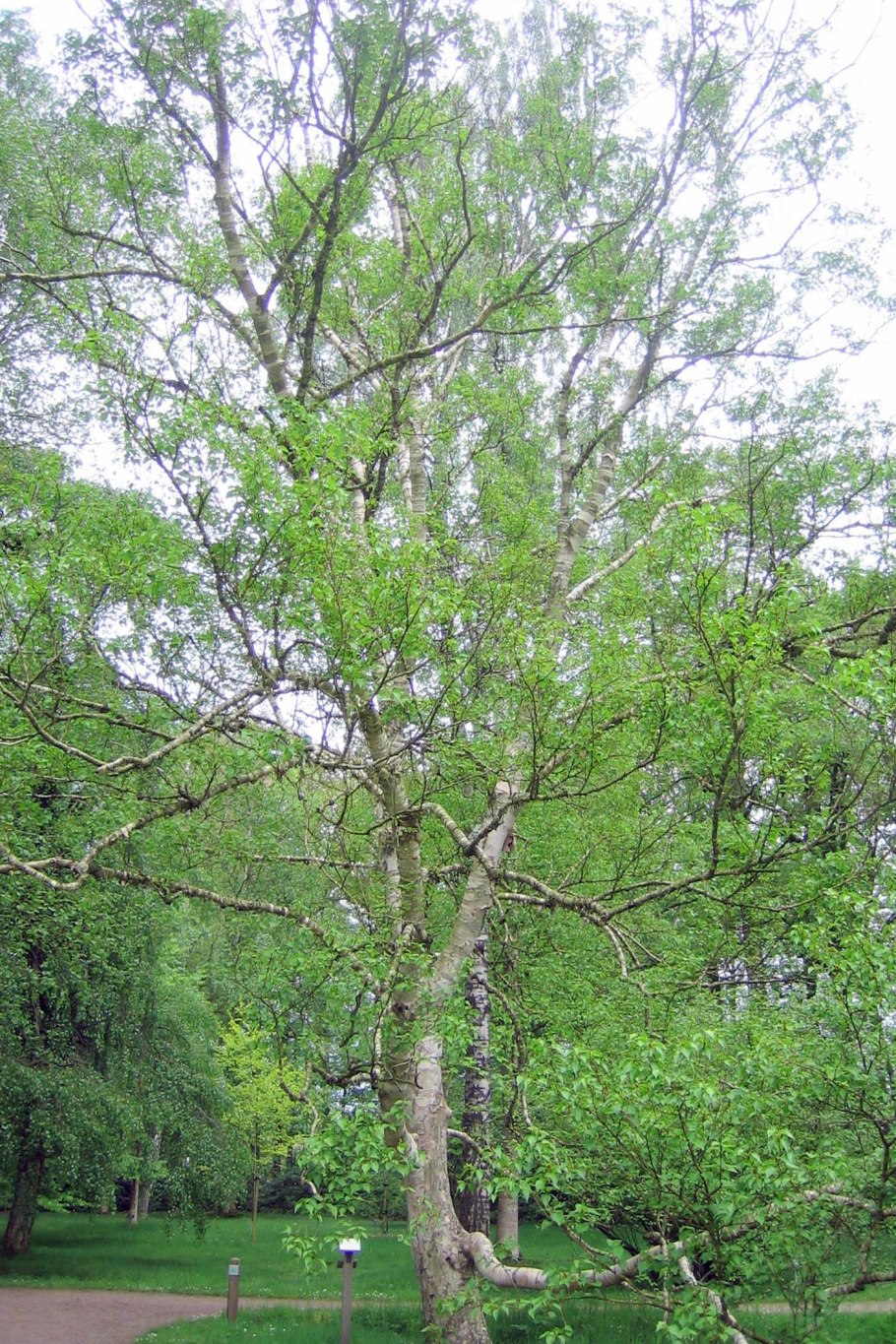 Береза ребристая – Betula costata