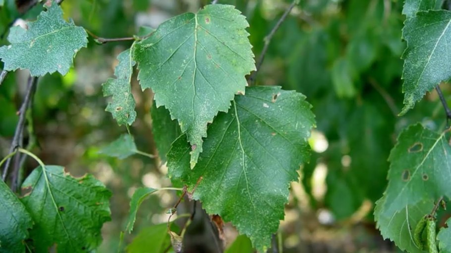 Все березовые вещи