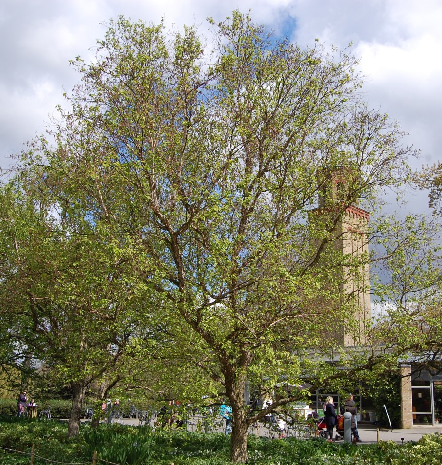 Берёза Даурская