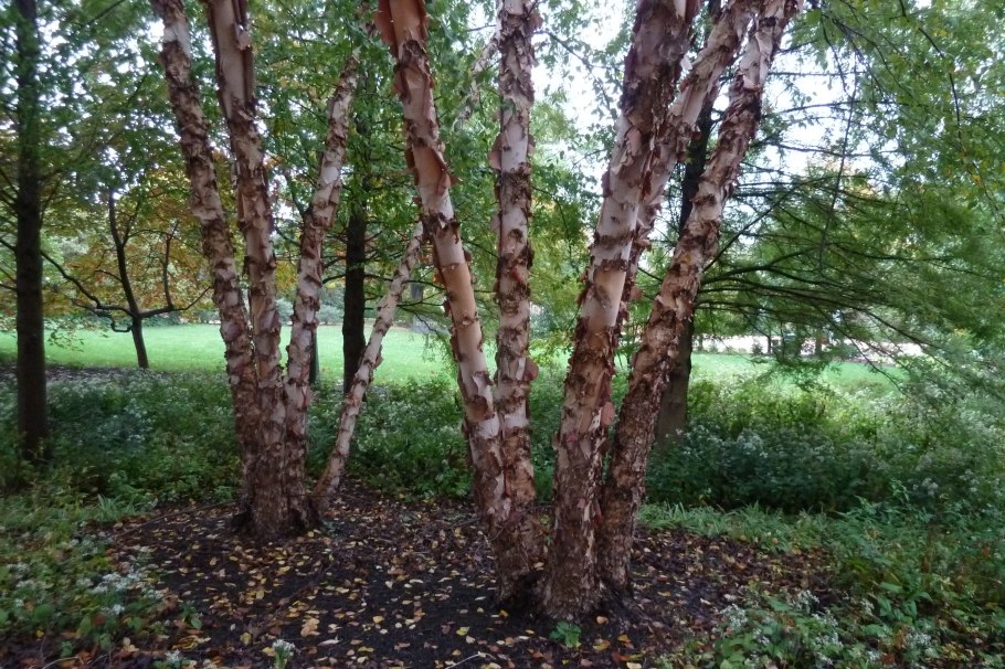 Береза Даурская (Betula dahurica)