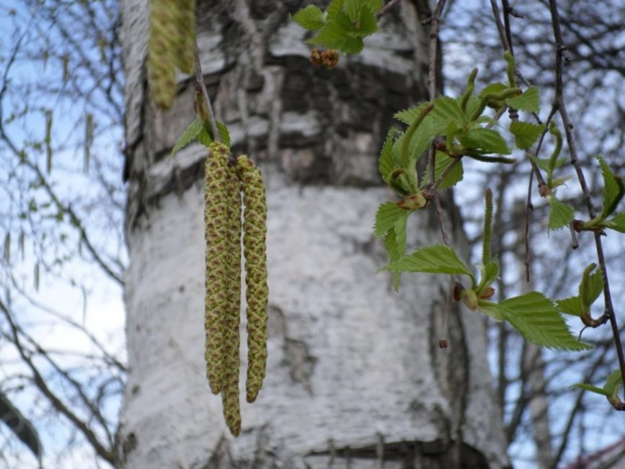 Береза весной