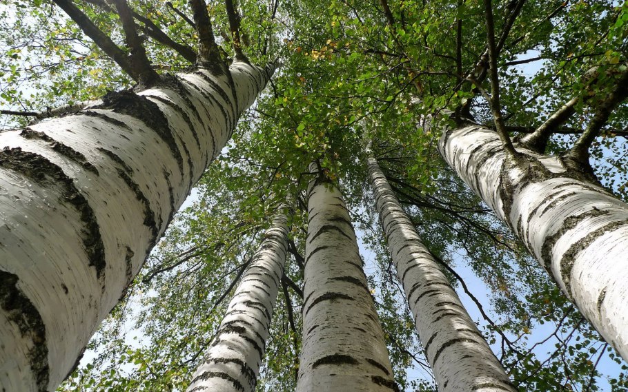 Береза пушистая Betula pubescens