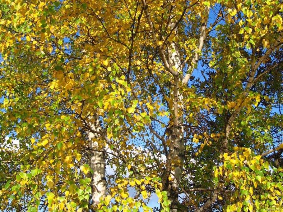 Береза желтая (Betula costata)