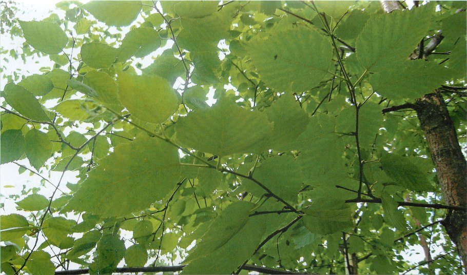 Betula alleghaniensis