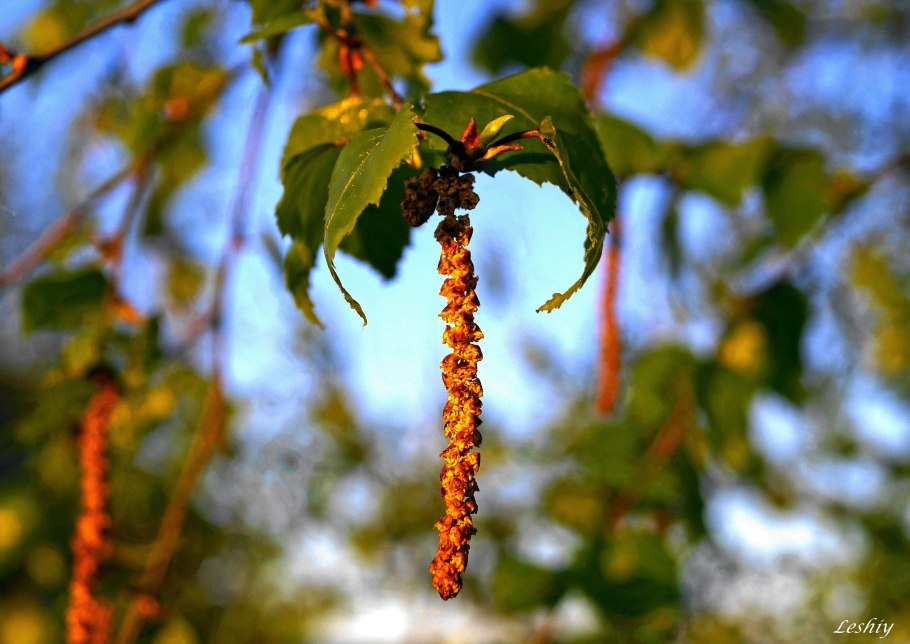 Береза Даурская черная