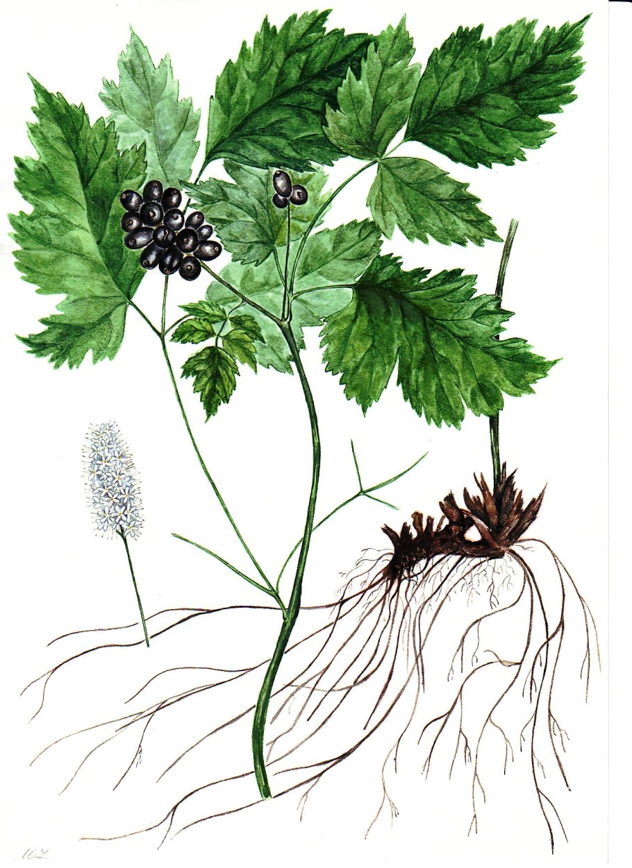Actaea — Воронец