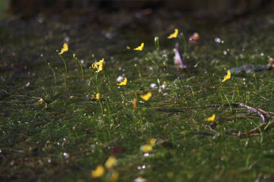 Пузырчатка (Utricularia)