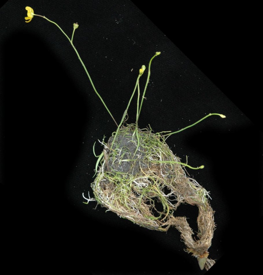 Utricularia Stellaris