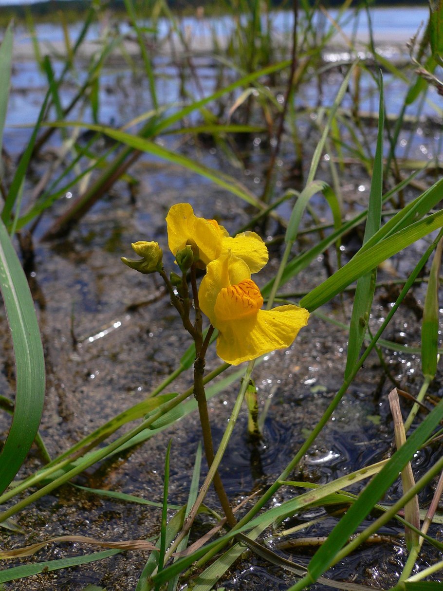 Utricularia cymbantha