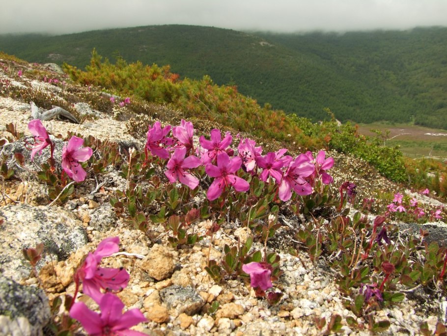 Rhododendron camtschaticum