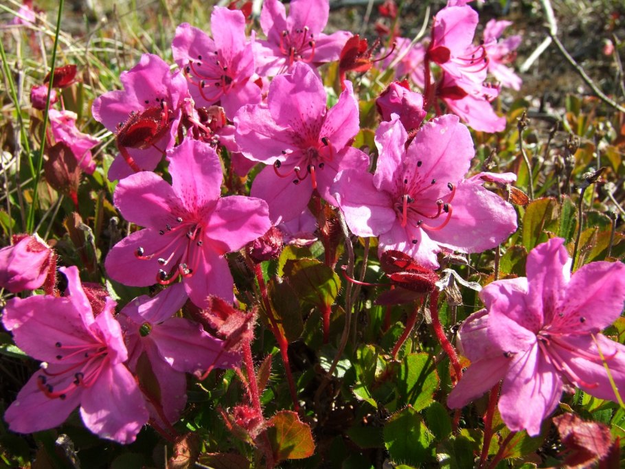 Рододендрон Камчатский Rhododendron camtschaticum