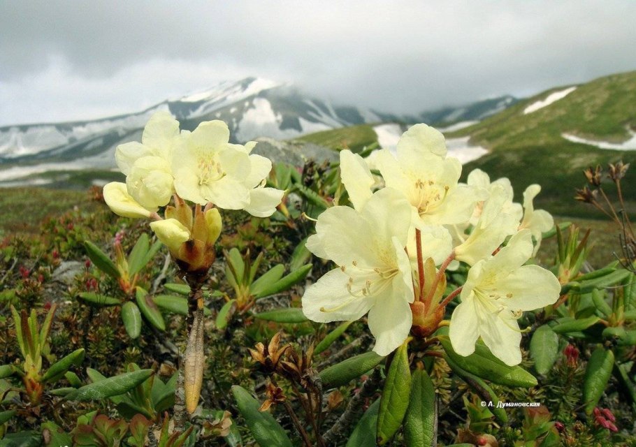 Рододендрон Камчатский Rhododendron camtschaticum