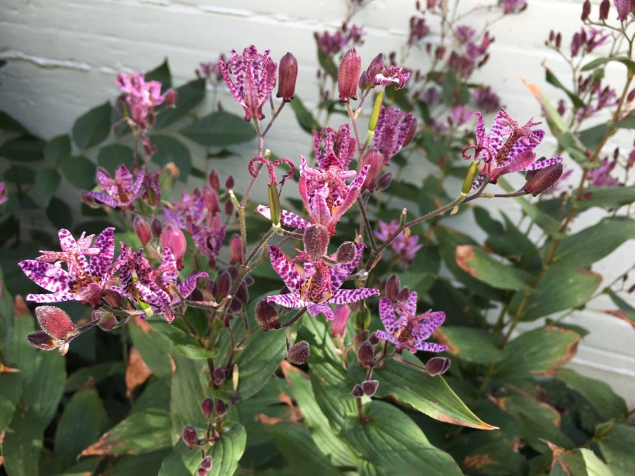 Трициртис дарк Бьюти