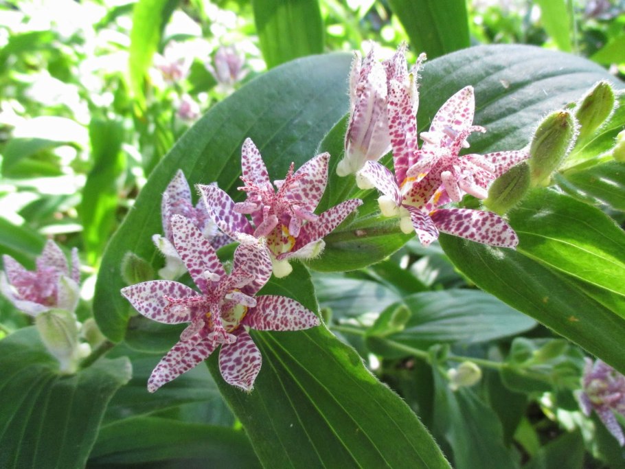 Трициртис (Садовая Орхидея) Пурпл