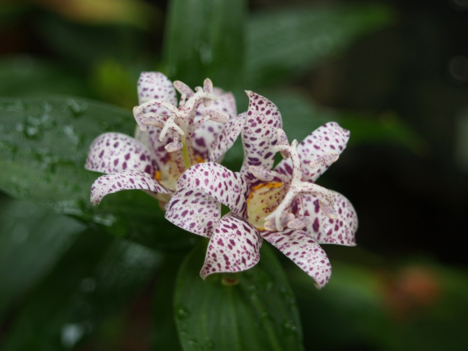 Деленка трициртиса