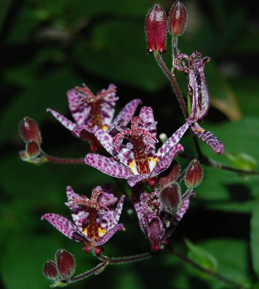 Трициртис Эмпресс