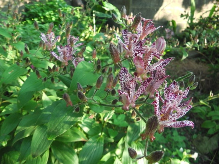 Трициртис прекрасный