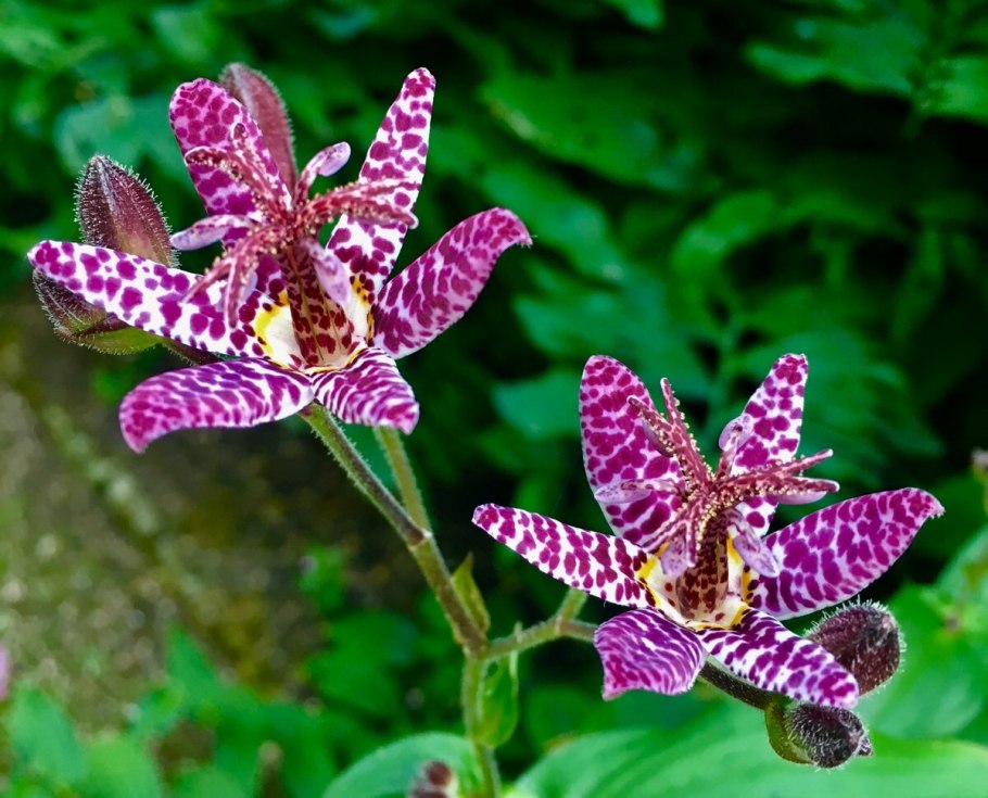 Трициртис Эмпресс