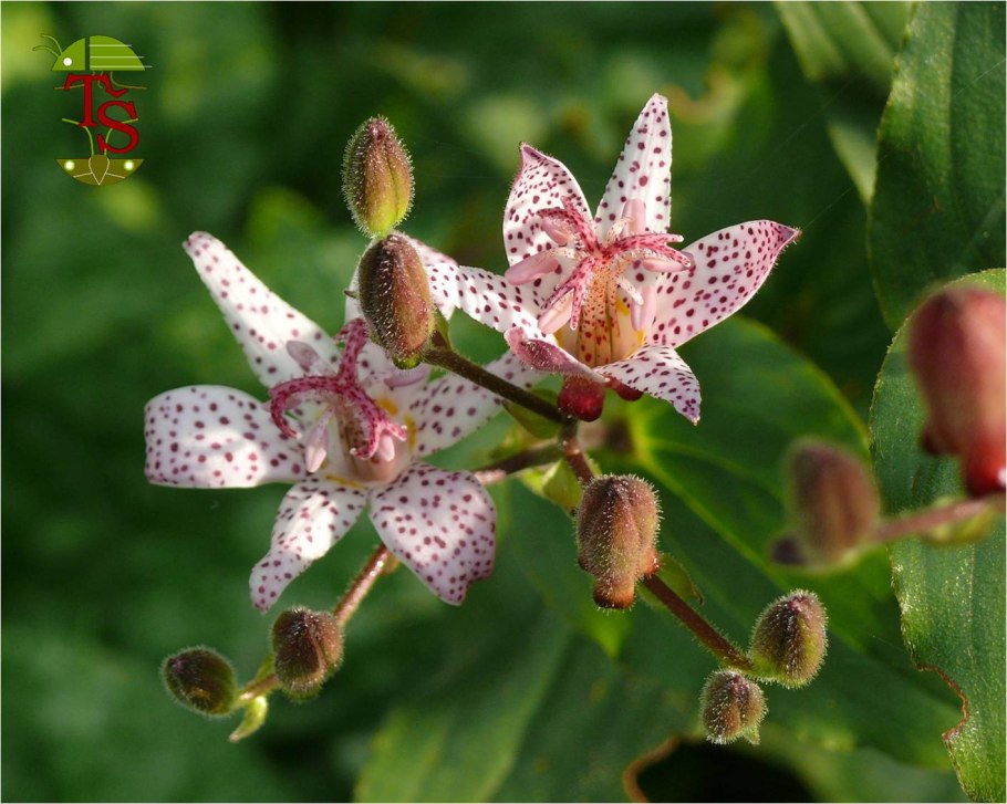 Садовая Орхидея трициртис