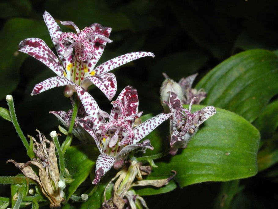 Трициртис Рэспберри Маусс