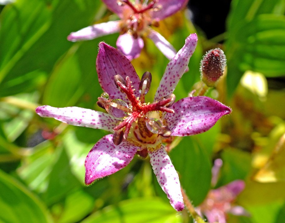 Трициртис Пурпл споттед