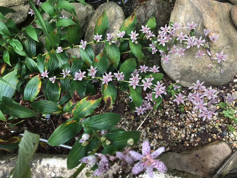 Трициртис макропода