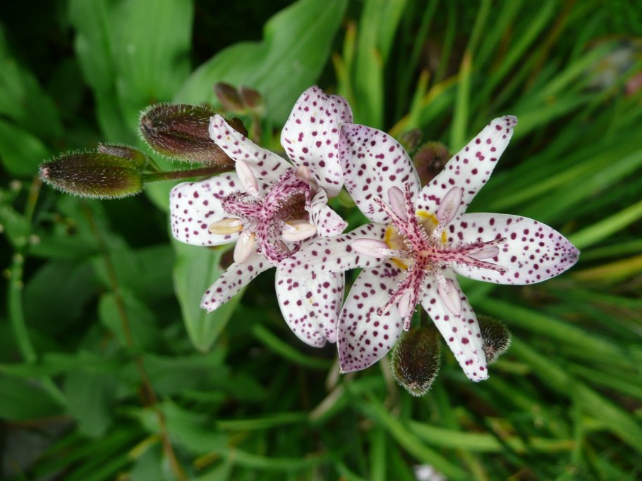 Цветок трициртис