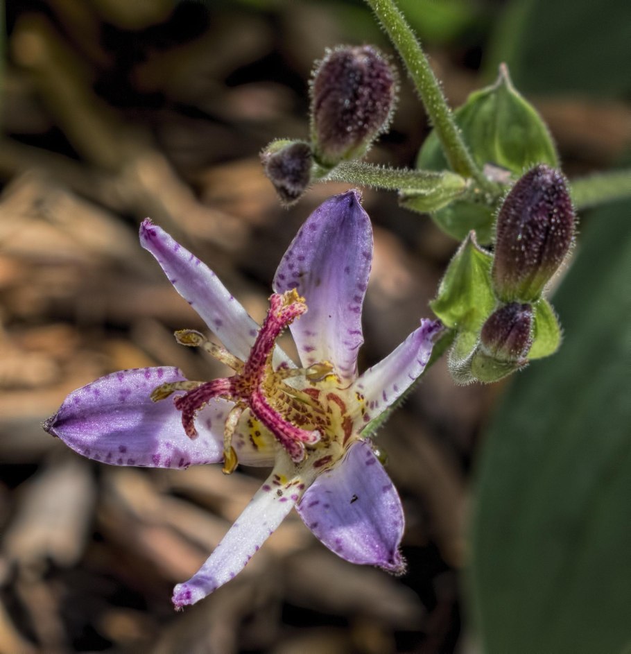 Трициртис широколистный