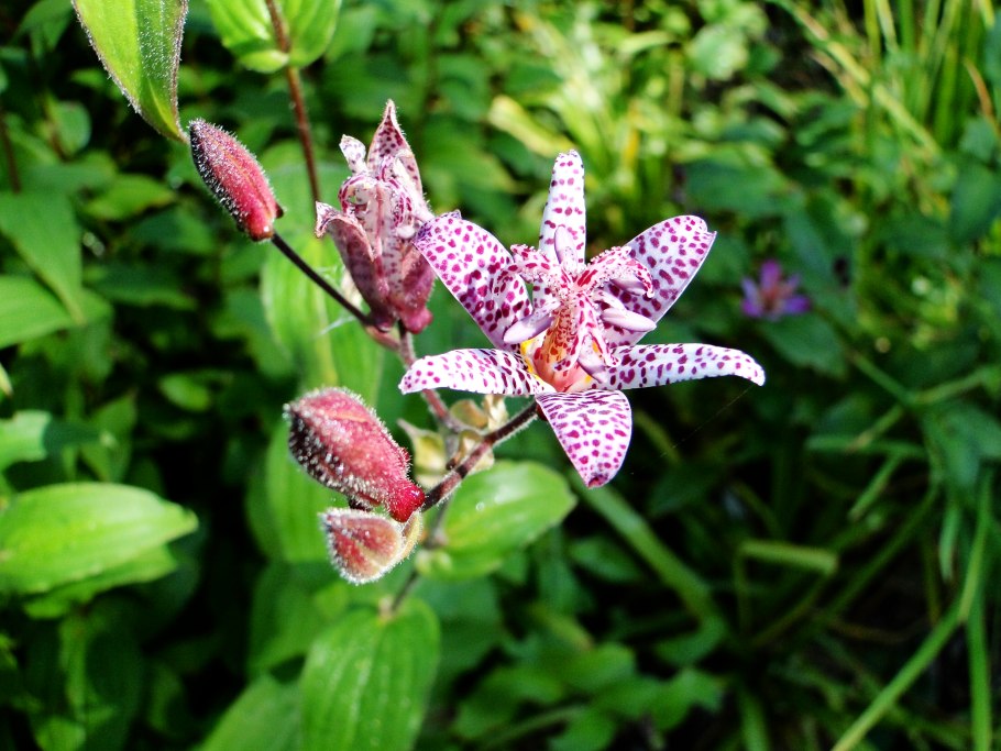 Трициртис тайваньский