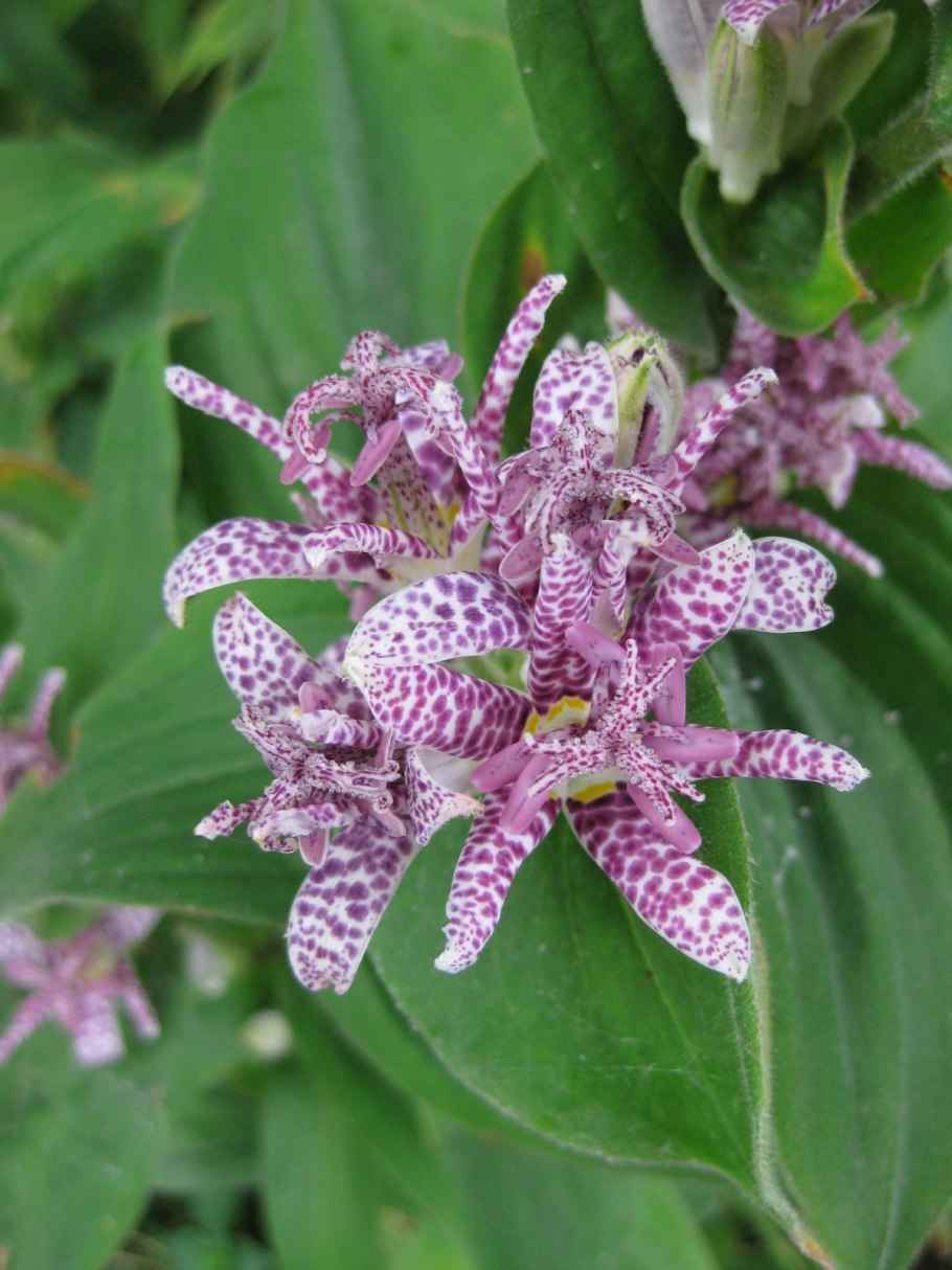 Трициртис куст