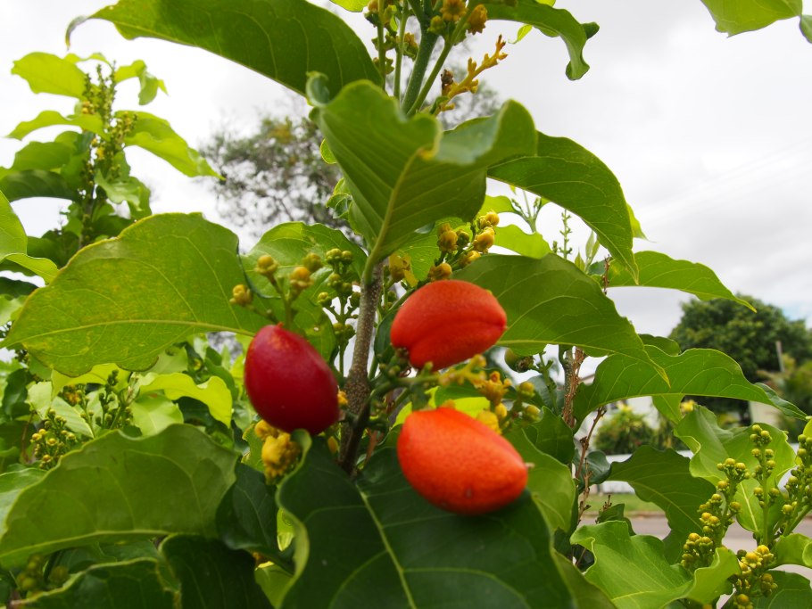 Bunchosia argentea Fruit half