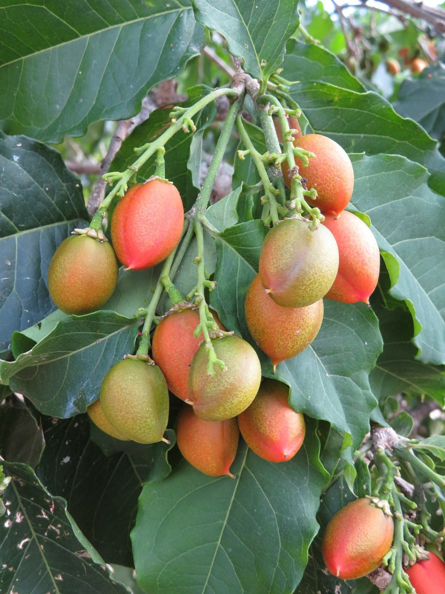 Дерево Бунхозия серебристая