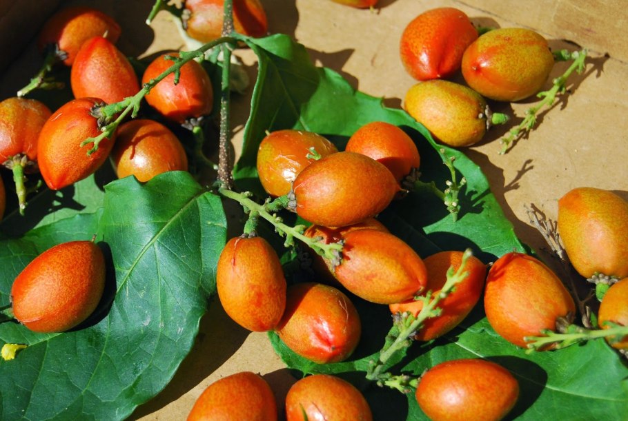 Бунхозия фрукт