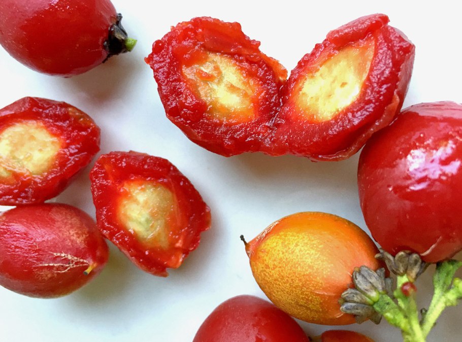 Лох узколистный дерево