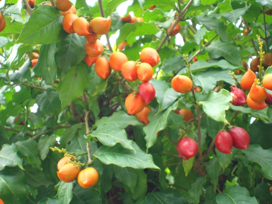 Бунхозия фрукт