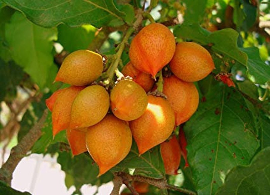 Дерево с серебристыми листьями