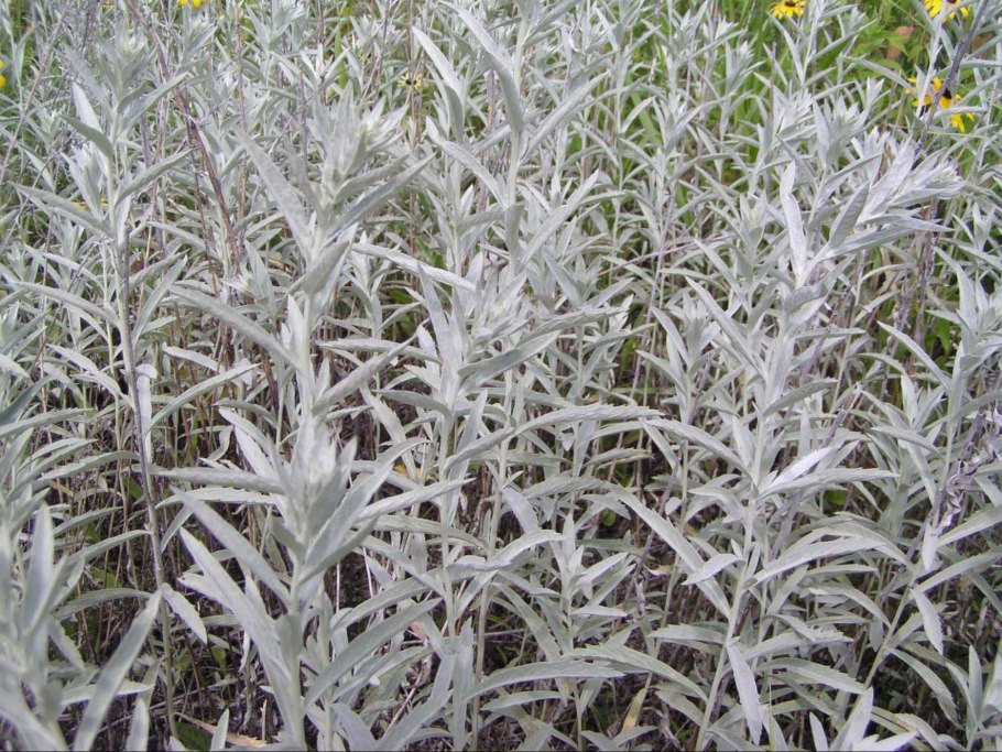 Тропические ягоды