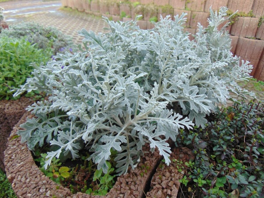 Бунхозия серебристая в домашних условиях