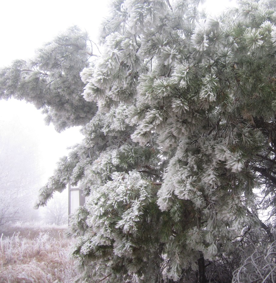 Леукадендрон серебристый серебряное дерево
