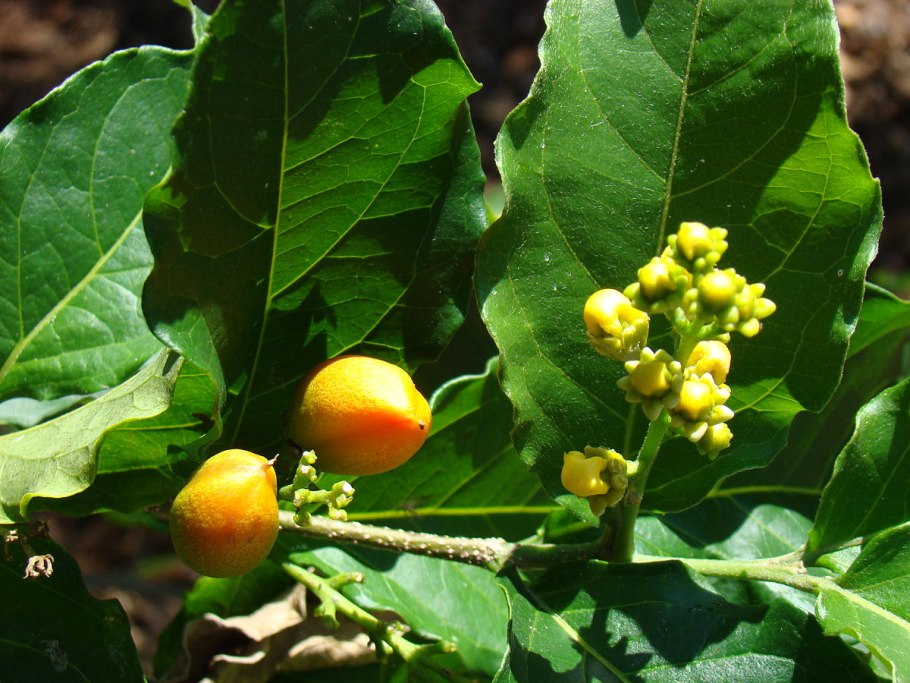 Бунхозия фрукт фото